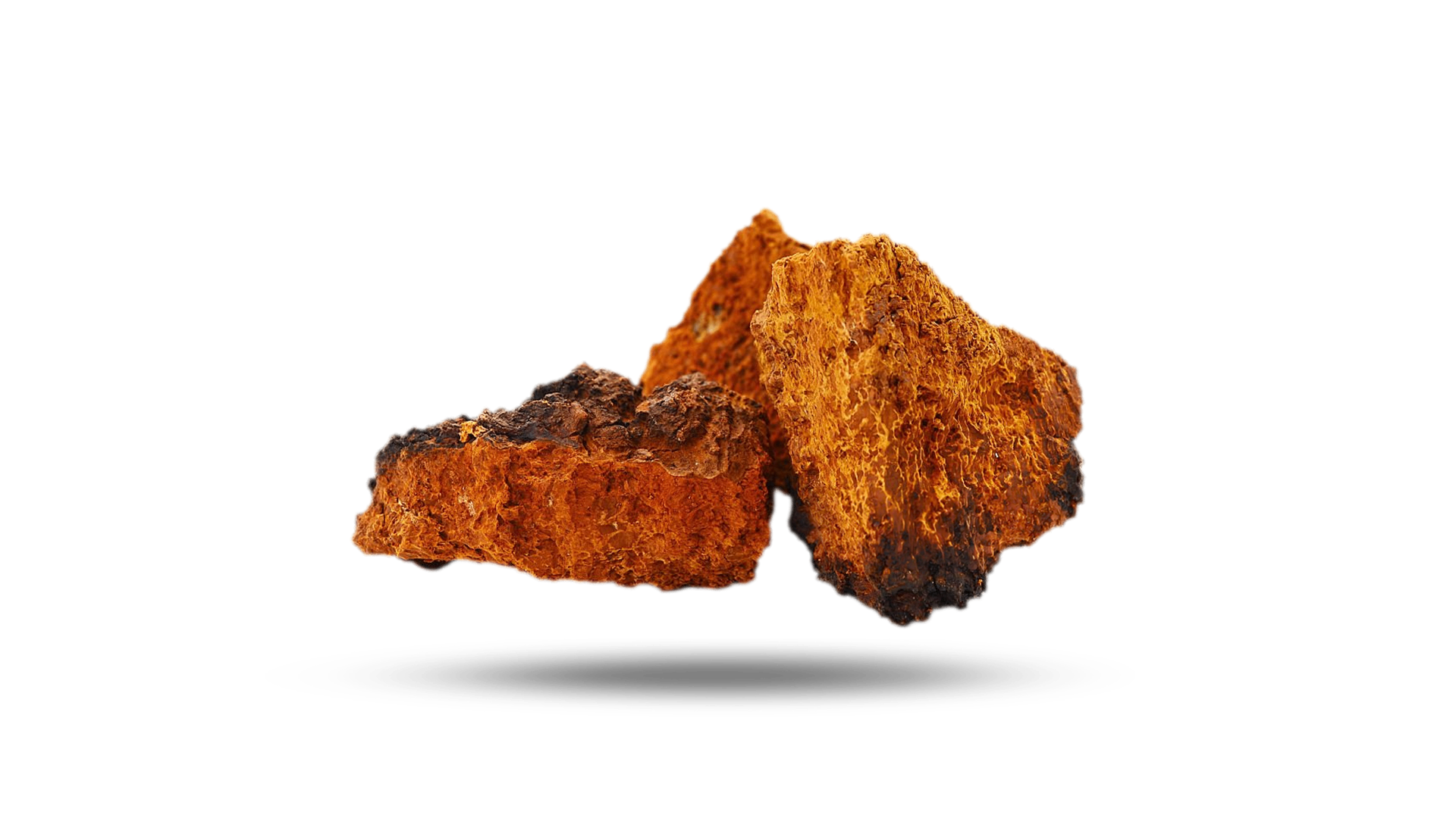 Chaga
