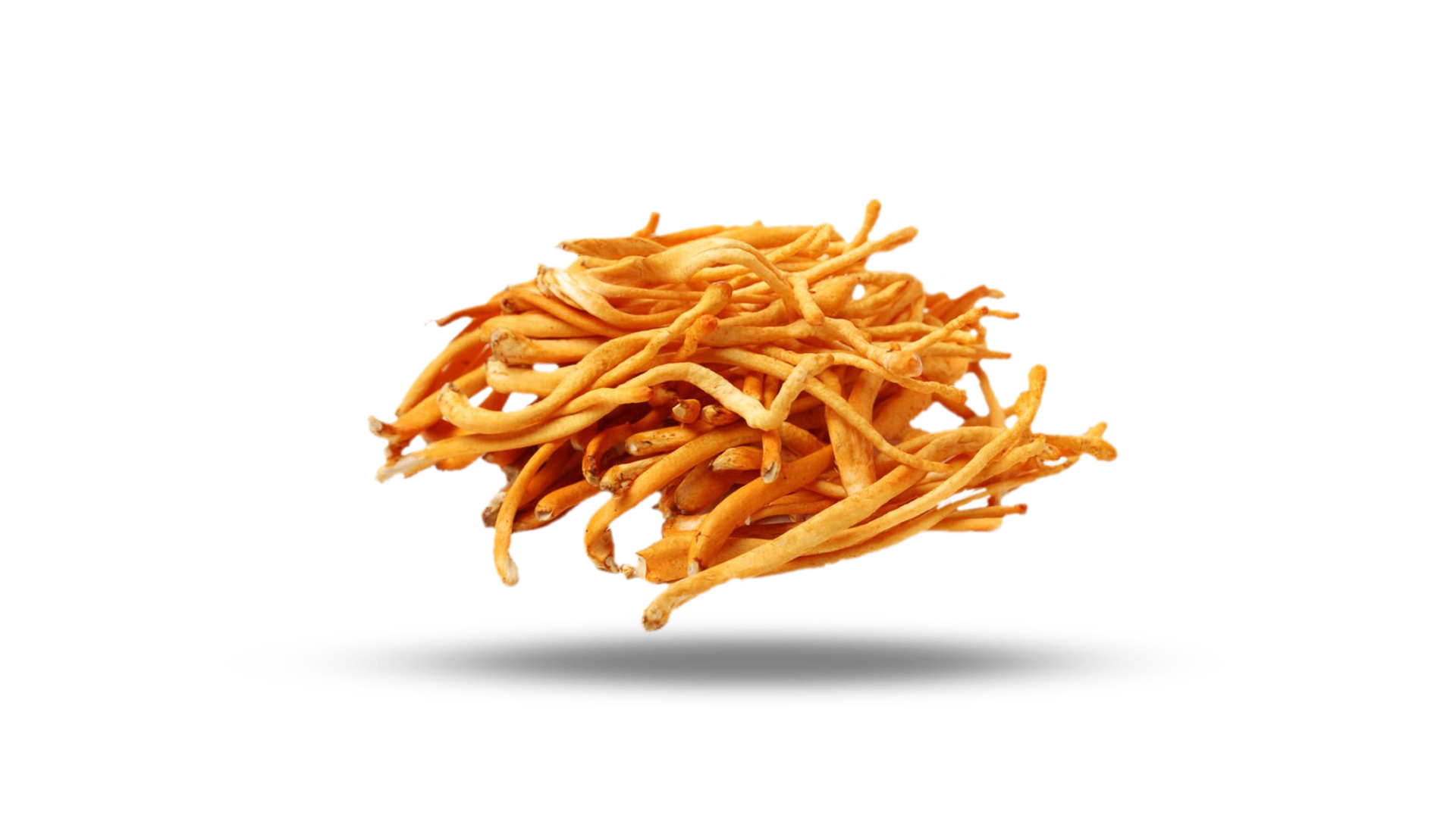 Cordyceps