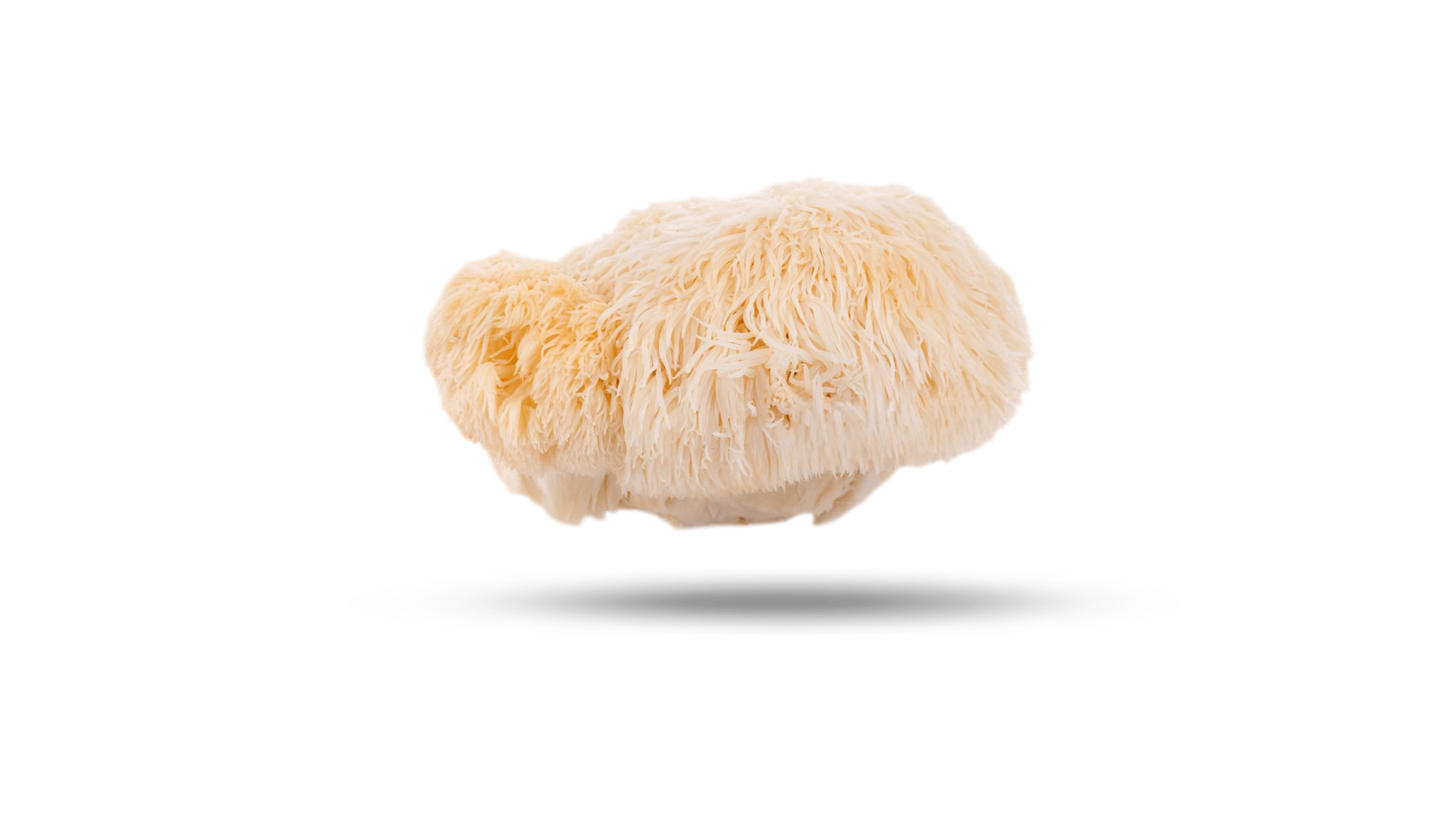 Lion's Mane